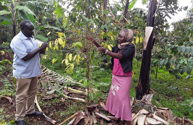 Integrating coffee and cocoa into the cash-crops economy of northern Uganda
